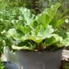 'Raspberry Red' Rhubarb Plant 1 'Raspberry Red' Rhubarb Plant -Plant Specialty Store VEG0179 1