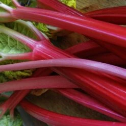 Full Season Rhubarb Collection -Plant Specialty Store VEG0179 2 ee10ba25 a25e 48e9 9e72 1c0d320a2add