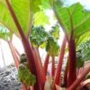 'Timperley Early' Rhubarb Plant -Plant Specialty Store VEG0183 1