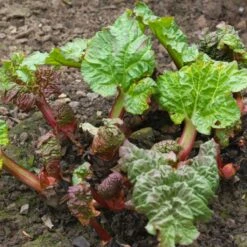 'Victoria' Rhubarb Plant