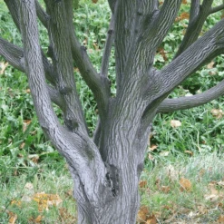 Viper Acer Tree | Acer Davidii | Snake Bark Maple 11 Viper Acer Tree | Acer Davidii | Snake Bark Maple -Plant Specialty Store acer davidii viper tree p4077 31093 image