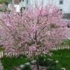 'Princess' Almond Tree | Prunus Dulcis -Plant Specialty Store almond 3