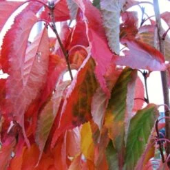 Flagpole Cherry Blossom Tree | Prunus Amanogawa -Plant Specialty Store amanogawaautumn