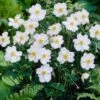 Anemone 'Honorine Jobert' -Plant Specialty Store anemoneHJ 1 9d40d898 00fc 4921 872e 9aa81a52155f