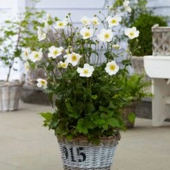 Anemone 'Honorine Jobert' -Plant Specialty Store anemoneHJ 3 53563684 f80e 4a63 873c 0feb290f9aaa