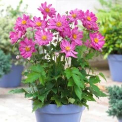 Anemone 'Prinz Heinrich'