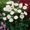 Anemone 'Whirlwind' -Plant Specialty Store anemoneWW 1 1b73fc81 9c12 473a bc71 8b33aa443b2b