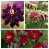 Aquilegia Barlow Collection 2 Aquilegia Barlow Collection -Plant Specialty Store aquilegia barlow