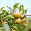 'Ashmeads Kernel' Apple Tree -Plant Specialty Store ashmeadskernel 1
