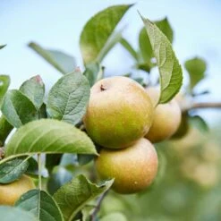 'Ashmeads Kernel' Apple Tree -Plant Specialty Store ashmeadskernel 2