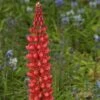 Lupin West Country Beefeater -Plant Specialty Store beefeater 1