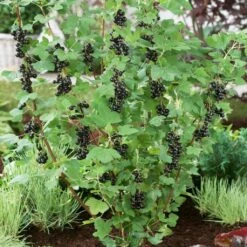 Big Ben Blackcurrant Bush -Plant Specialty Store bigben 2