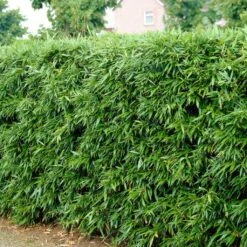 Green Bamboo | Phyllostachys Bisettii -Plant Specialty Store bissetiibamboo 2