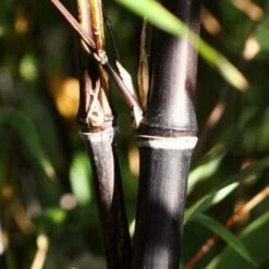 Black Bamboo | Phyllostachys Nigra -Plant Specialty Store blackbamboo 1