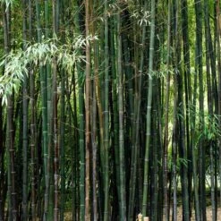 Black Bamboo | Phyllostachys Nigra -Plant Specialty Store blackbamboo 5