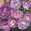 'Blue For You' Floribunda Rose -Plant Specialty Store blue for you 5f65d5ba 4434 4eea 9ca7 9a61a7d1dca7