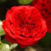 'Deep Love' Climbing Rose -Plant Specialty Store blwa00409 deep love