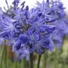 Agapanthus 'Star Quality' | 7.5L -Plant Specialty Store blwa00713 0cafee70 6f10 420e a6e9 bf54a5706ffd