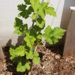 Boysenberry Bush | Rubus -Plant Specialty Store boysenberry 3