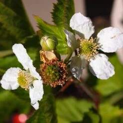 Boysenberry Bush | Rubus -Plant Specialty Store boysenberry 4
