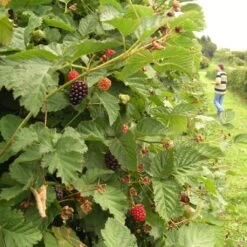 Boysenberry Bush | Rubus -Plant Specialty Store boysenberry 5