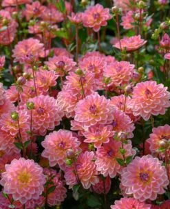 Dahlia 'Pacific View' -Plant Specialty Store brer09906