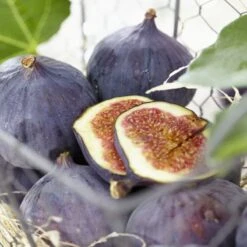 UK Hardy Fig Tree | 'Brown Turkey' -Plant Specialty Store brownturkeyfigs
