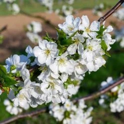 May Duke Cherry Tree -Plant Specialty Store cherry add2 f8c4954b a5d2 491d b456 a968a17fcd6d