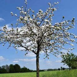 Morello Cherry Tree -Plant Specialty Store cherry add d0c0795a 9c74 41e9 b055 8f5cbe14ed77