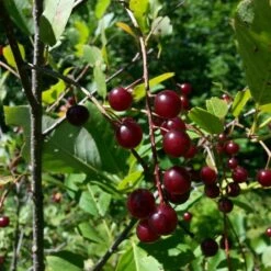 The 3 Best Fruit Trees For Small Gardens | Apple, Cherry & Fig -Plant Specialty Store cherrytree21 10 9106be21 ba8a 4a4f 93c0 754bae68b0c1