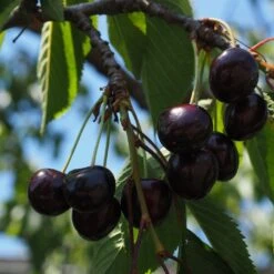 Kordia Cherry Tree -Plant Specialty Store cherrytree21 11