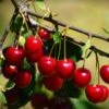 'Van' Cherry Tree -Plant Specialty Store cherrytree21 13 Copy