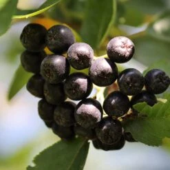 Unusual Berry Collection -Plant Specialty Store chokeberries