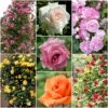 Repeat Flowering Climbing Rose Collection 2 Repeat Flowering Climbing Rose Collection -Plant Specialty Store climbingroses 1