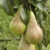 Concorde Pear Tree