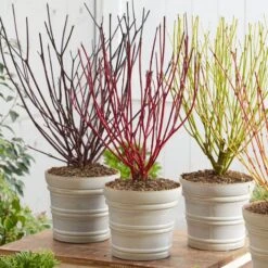 Best Value Cornus Collection | Winter Hedging -Plant Specialty Store cornuscollection 2