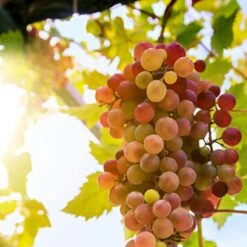 'Crimson Seedless' Grape Vine -Plant Specialty Store crimson seedless