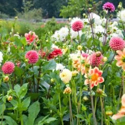 Premium Dahlia Plants Collection -Plant Specialty Store dahliacol 3