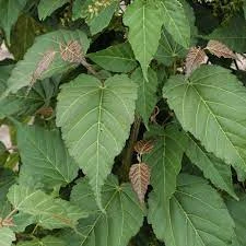 Viper Acer Tree | Acer Davidii | Snake Bark Maple 5 Viper Acer Tree | Acer Davidii | Snake Bark Maple - Image 3