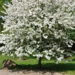 Evereste Crabapple Tree -Plant Specialty Store e139cec2d0ce5a093d3dd6db2f537e52