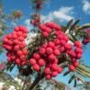 Pink Berried Mountain Ash Tree | Sorbus Eastern Promise -Plant Specialty Store easternpromise 1