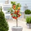 'Ecolette' Patio Apple Tree | 4.5L Pot -Plant Specialty Store ecolette1