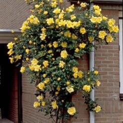 Repeat Flowering Climbing Rose Collection -Plant Specialty Store elbo03964 gardeners glory 2f988433 e4b9 4626 9a46 4bf123470df9