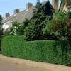 Fast Growing Evergreen Hedging Wildlife Mix | Growers' Choice -Plant Specialty Store elbo14556 hedging
