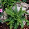 Hard Fern | Blechnum Spicant -Plant Specialty Store elbo14675