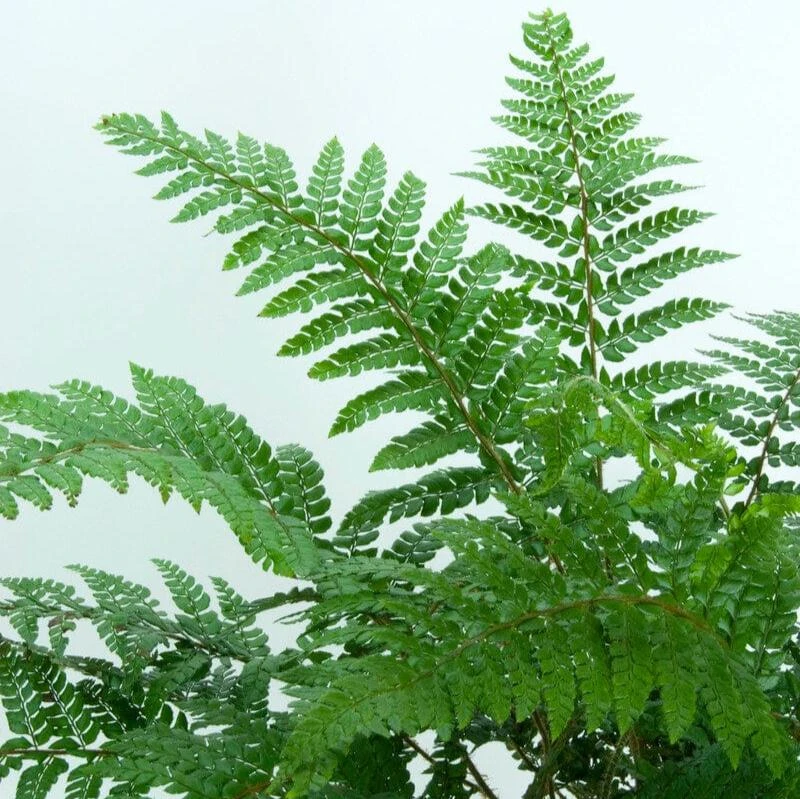 Makino's Holly Fern | Polystichum Makinoi 3 Makino's Holly Fern | Polystichum Makinoi