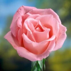 'Saphir' Shrub Rose -Plant Specialty Store elbo58827 saphir