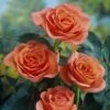 'Lambada' Shrub Rose -Plant Specialty Store elbo59014 lambada
