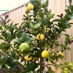 'Eureka' Patio Lemon Tree | 4 Seasons Lemon -Plant Specialty Store eurekalemon