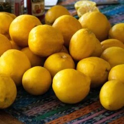 'Eureka' Patio Lemon Tree | 4 Seasons Lemon -Plant Specialty Store eurekalemons